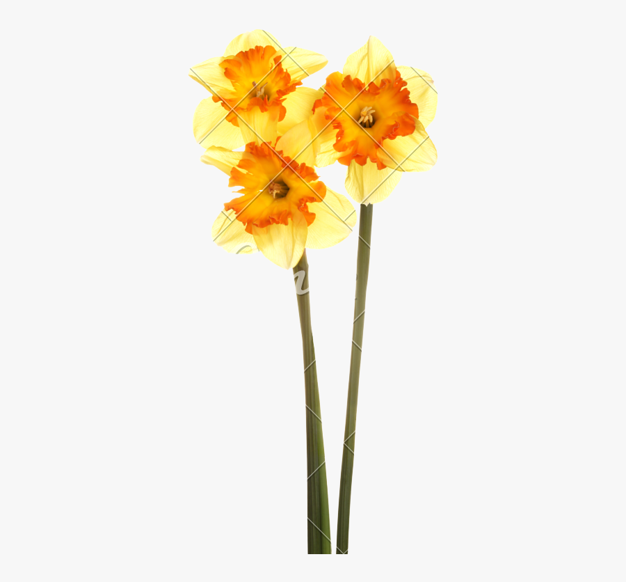 Clip Art Three Stems Of And - Daffodil, Transparent Clipart
