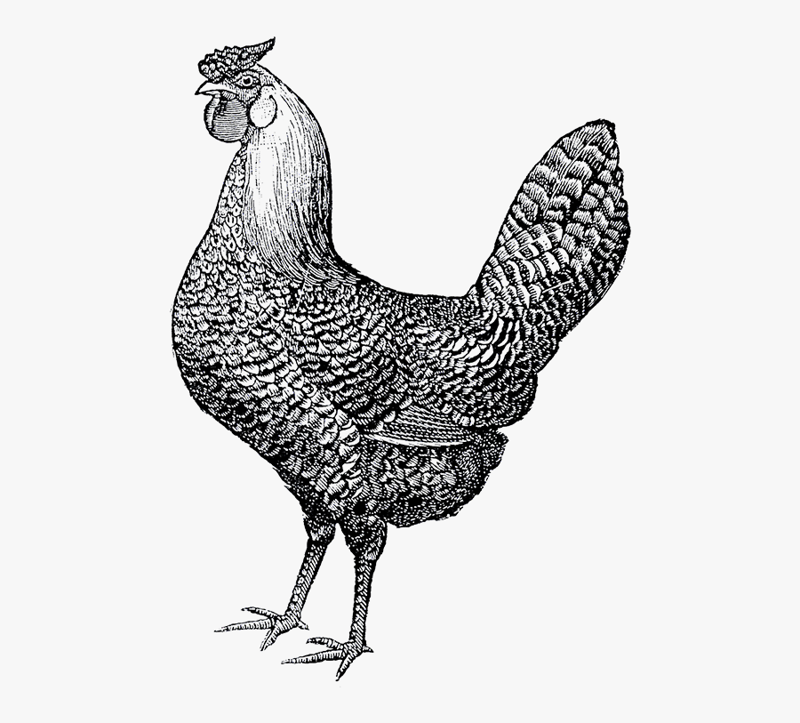 Transparent Chickens Png - Public Domain Rooster Illustration, Transparent Clipart