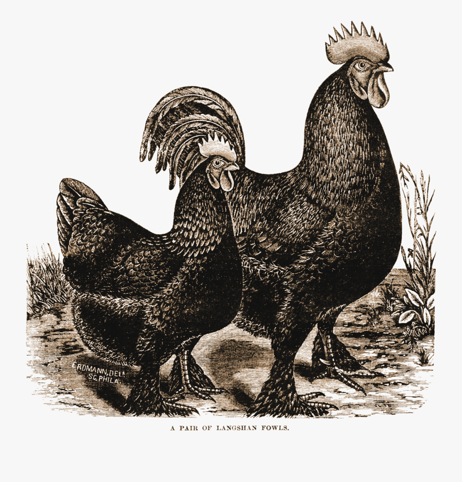 Rooster, Transparent Clipart
