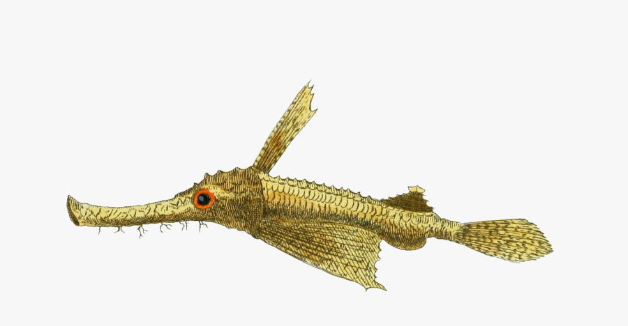 Little Dragonfish, Transparent Clipart