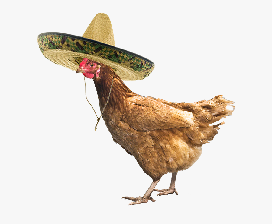 Chicken With A Hat, Transparent Clipart