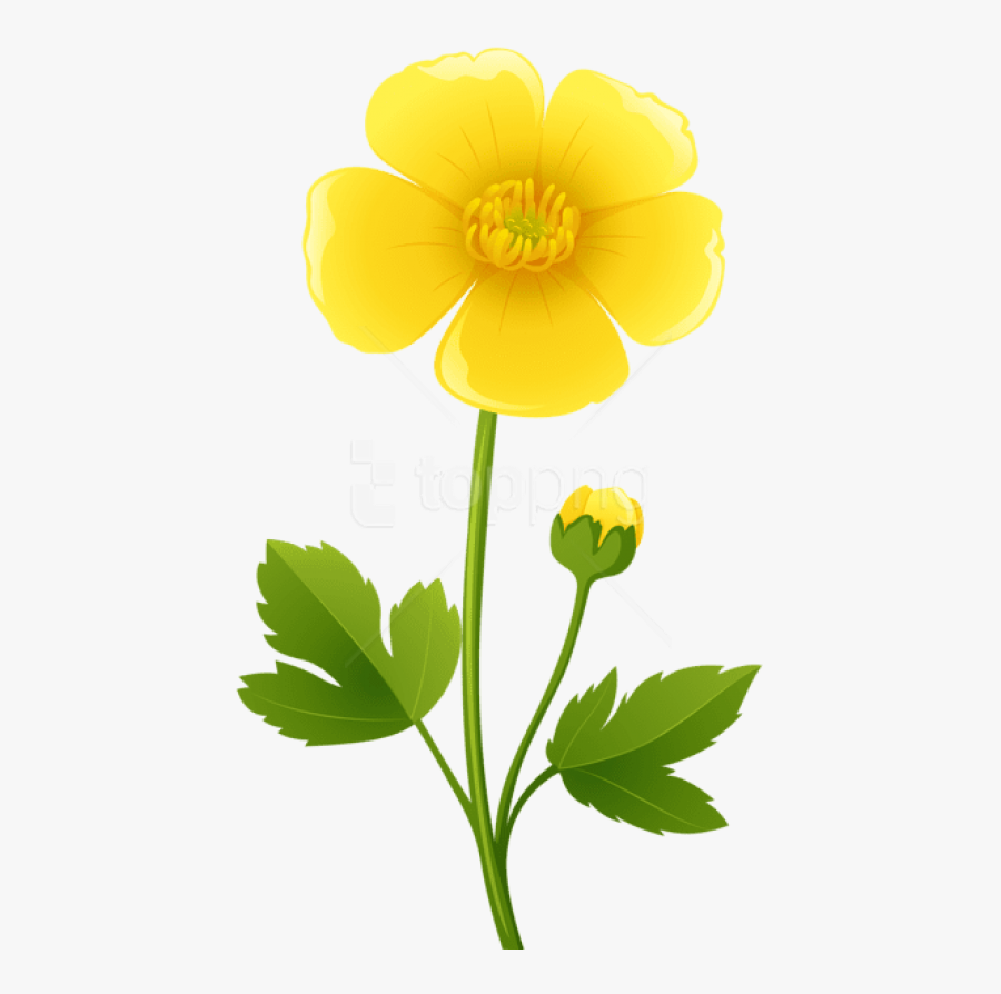 Beautiful Download Yellow Flower Transparent Png Images - Buttercup Clipart, Transparent Clipart
