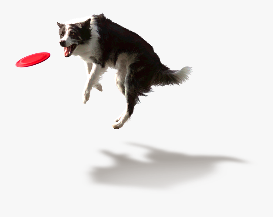 Dog Jumping Png, Transparent Clipart