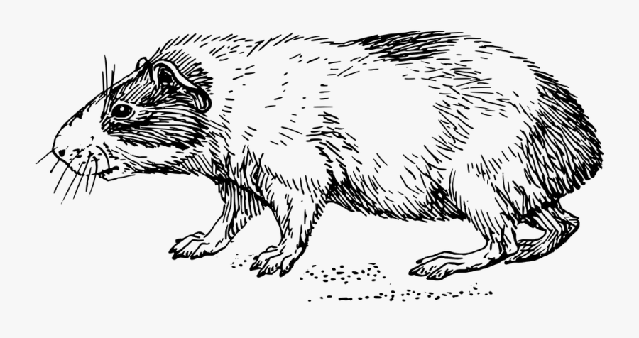 Guinea Pig Coloring Pages, Transparent Clipart
