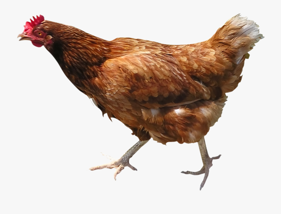 Life Chicken, Transparent Clipart
