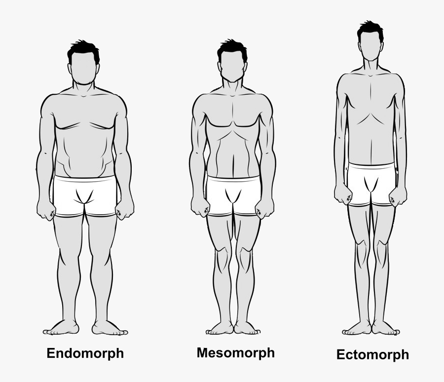 Clip Art What Is Your Body - 3 Types Of Male Body, Transparent Clipart