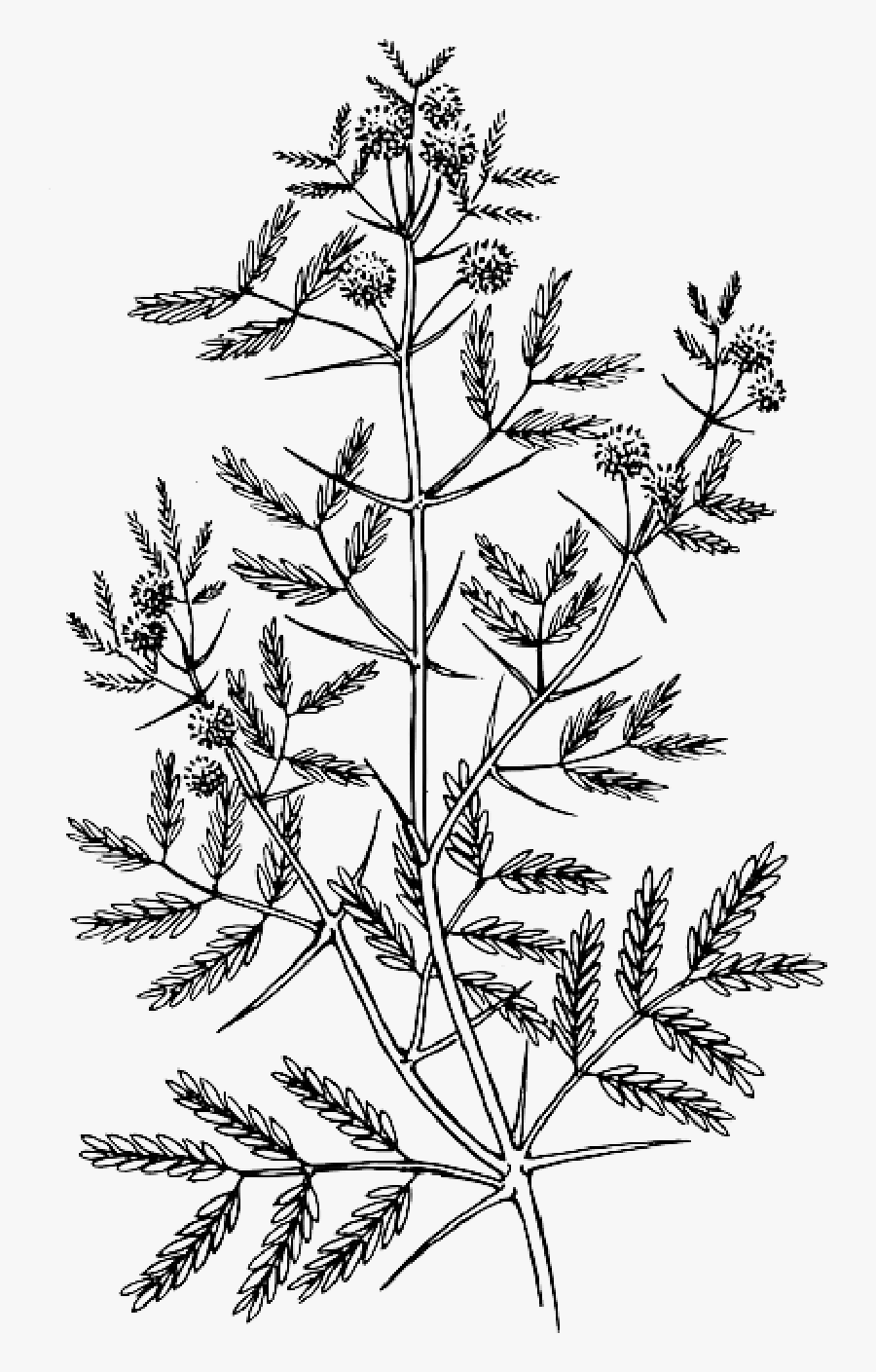 Acacia Art, Transparent Clipart