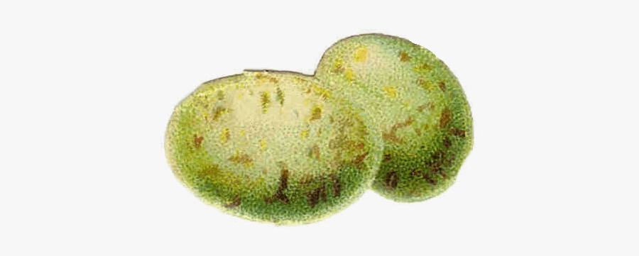 Vintage Easter Clip Art - Easter Egg Vintage Png, Transparent Clipart