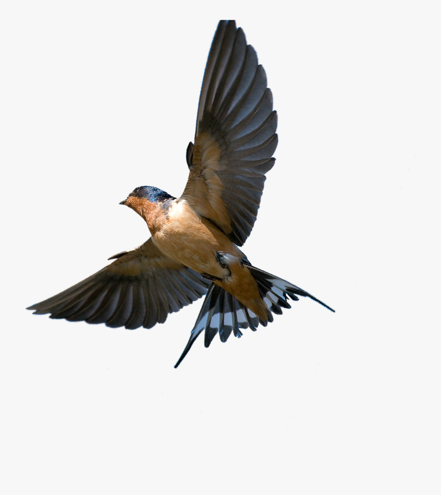 Southern Flying Tree Rough-winged Swallow Bird Barn - Barn Swallow Png, Transparent Clipart