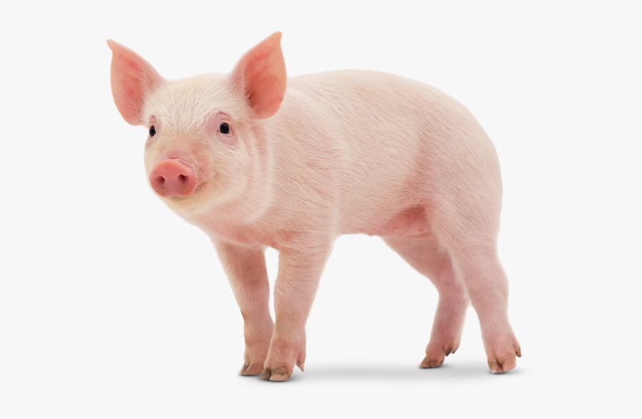 Transparent Baby Pigs Clipart - Animales De Color Rosado, Transparent Clipart