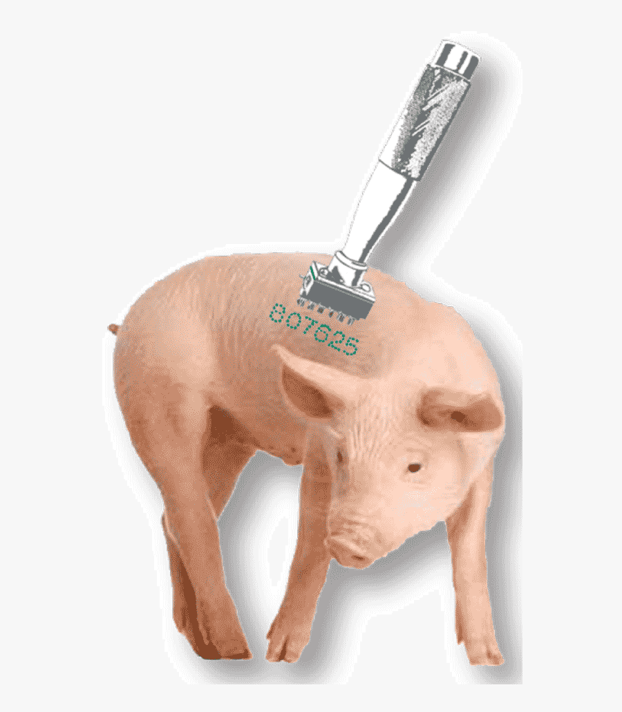 Transparent Piglet Png - Pig On White Background, Transparent Clipart