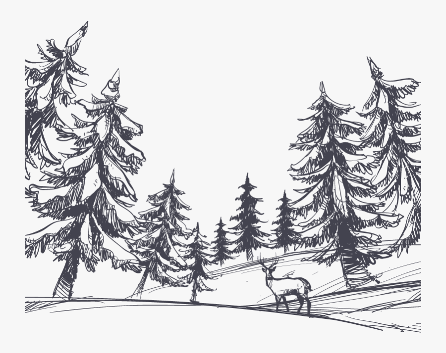 Transparent Forest Clipart Black And White - 松树 素描, Transparent Clipart