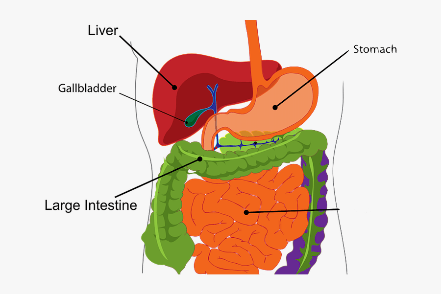 Signs Of A - Does Your Liver Do, Transparent Clipart