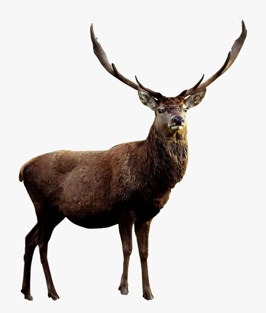 Elk Png, Transparent Clipart