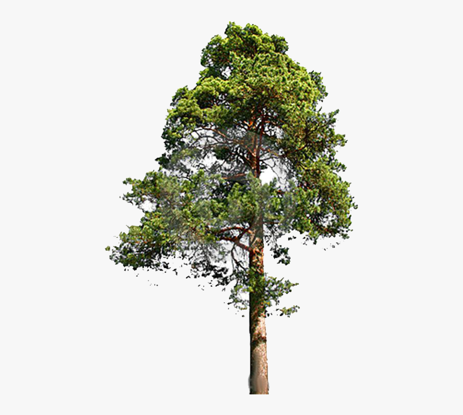 Redwood Trees Clip Art Download - Pine Tree Png, Transparent Clipart