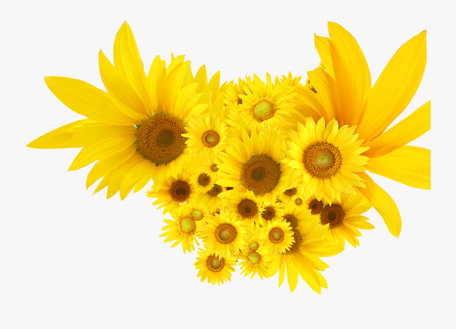 Common Sunflower, Transparent Clipart