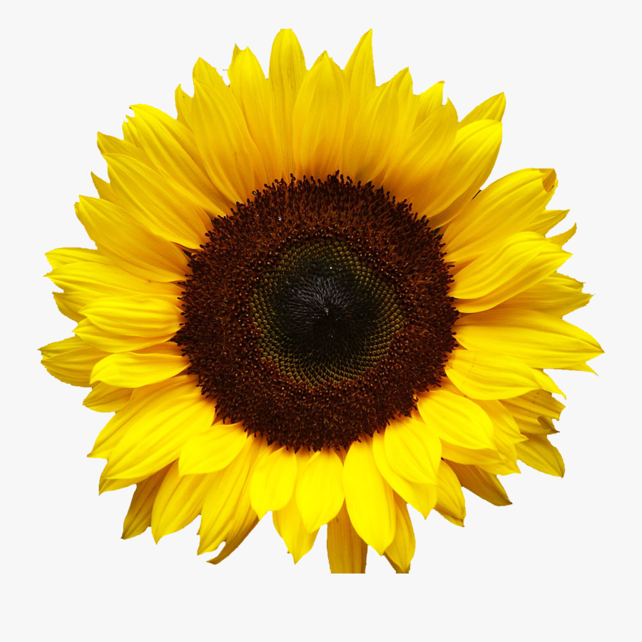 Clip Art Pics Of Sunflowers - Color Realistic Sunflower Drawing, Transparent Clipart