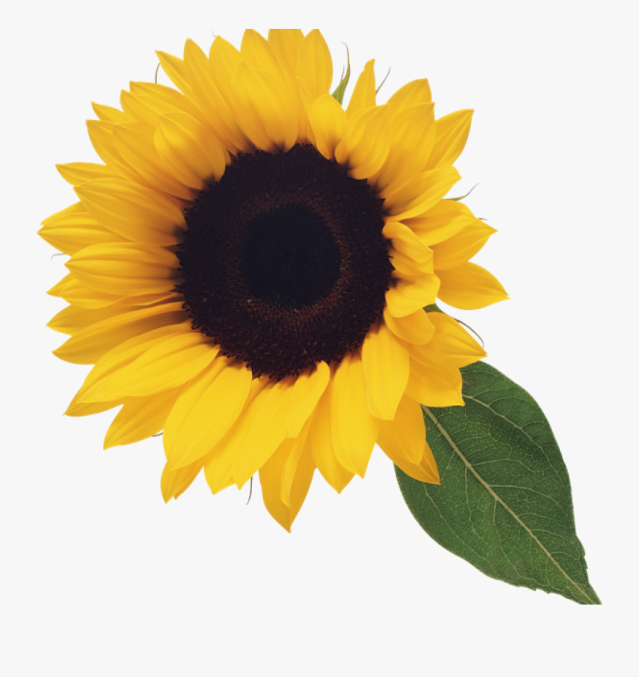 Free Clipart Sunflower - Sunflower Transparent Png, Transparent Clipart