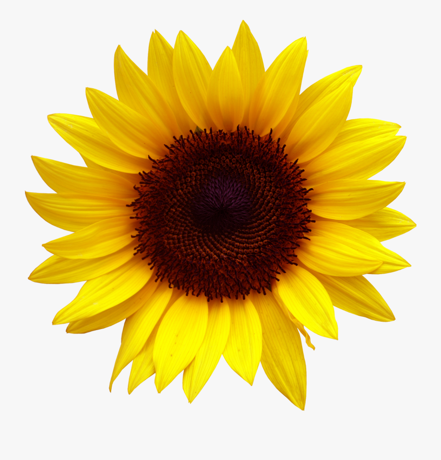 Sunflower Clipart For Download - Sunflower Png, Transparent Clipart