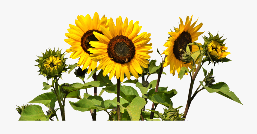 Common Sunflower Clip Art, Transparent Clipart