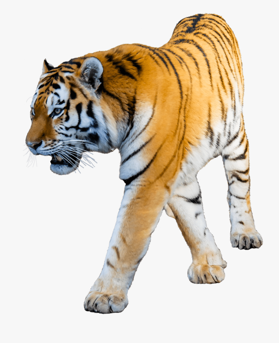 Jumping Tiger Clipart Transparent Png - Tiger With White Background, Transparent Clipart