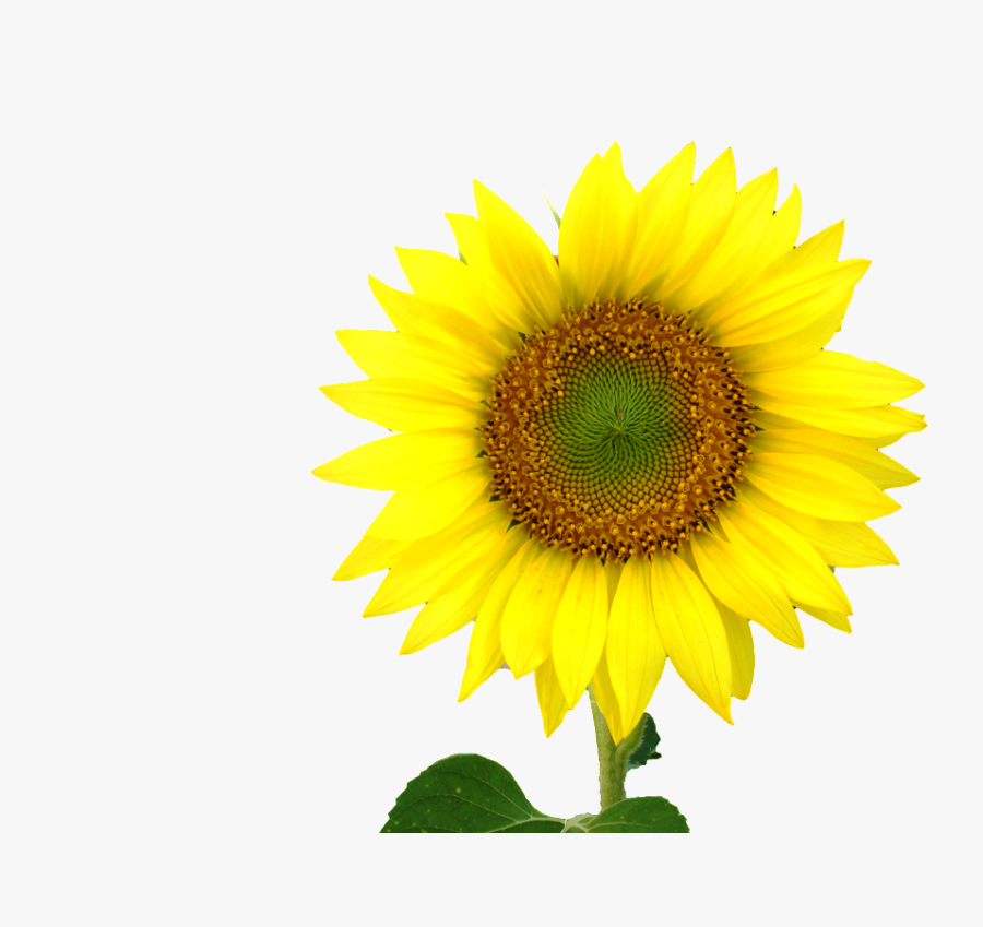 Sunflower Clip Art, Transparent Clipart