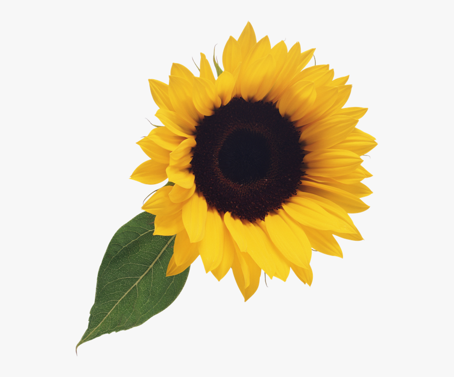 Free Sunflower Clipart Png - Clipart Transparent Background Sunflower, Transparent Clipart
