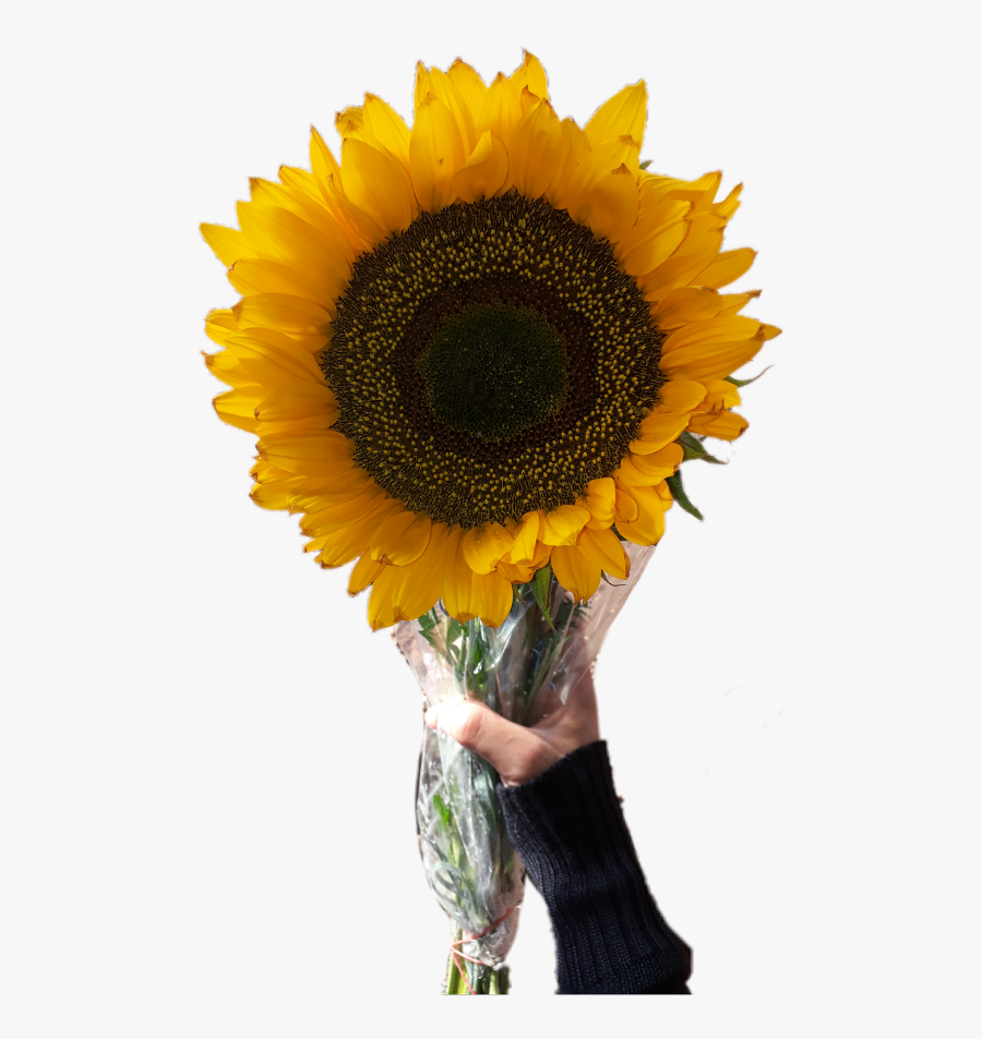 Sunflower Clipart Aesthetic - Aesthetic Sunflower Transparent Background, Transparent Clipart