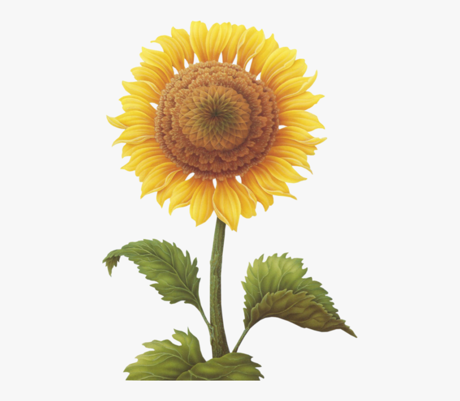 Portable Network Graphics, Transparent Clipart