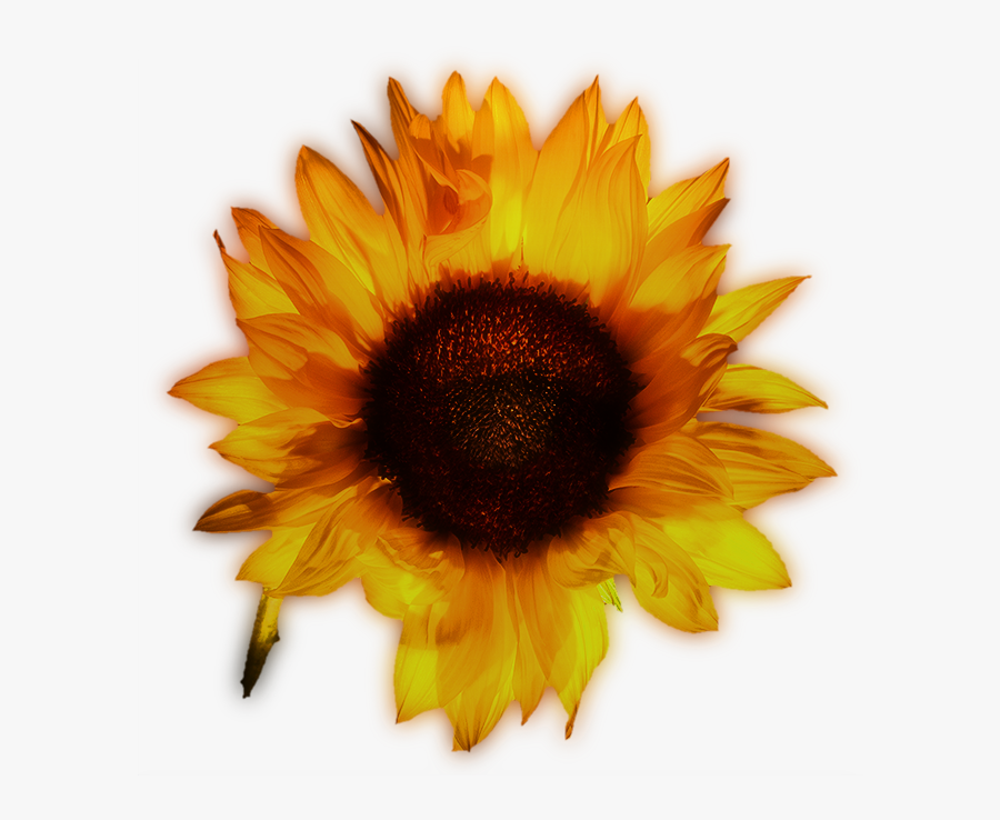 Clip Art Common Yellow Sunflowers Transprent - Common Sunflower, Transparent Clipart