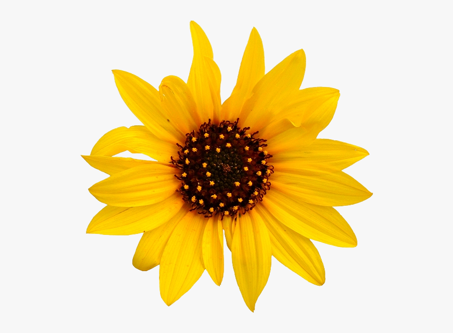 Transparent Sunflower Clipart No Background - Transparent Background Sunflower Clipart, Transparent Clipart
