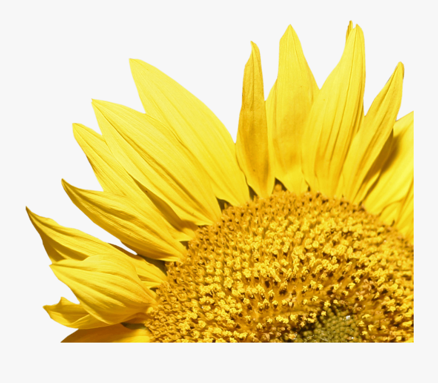 Sunflower Corner Transparent Png - Clipart Corner Borders Sunflower, Transparent Clipart