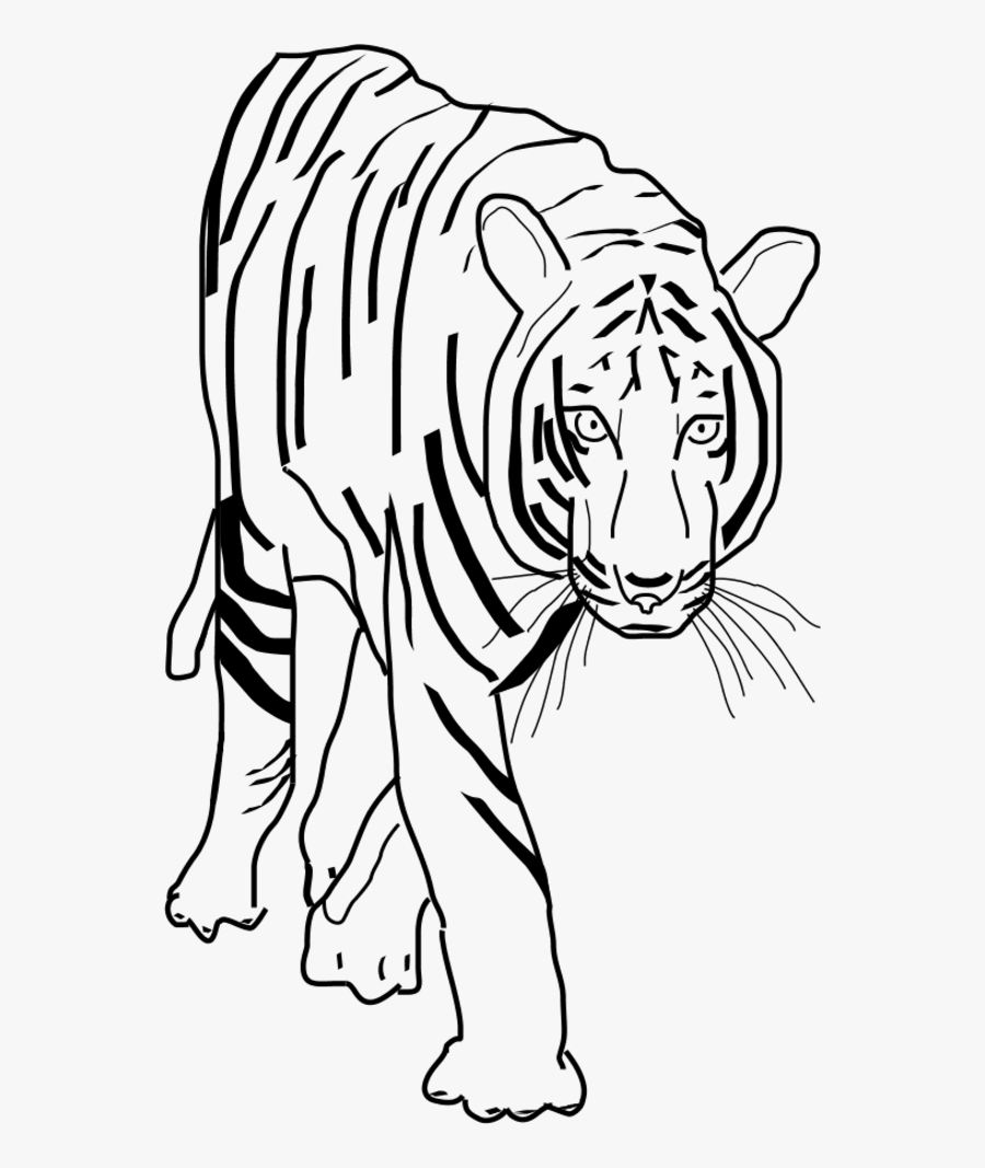 Vector Clip Art - Transparent Tiger Clipart Black And White, Transparent Clipart