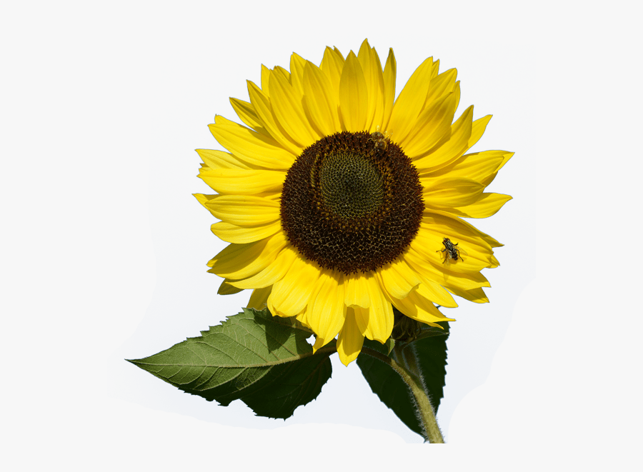 Transparent Mimosa Clipart - Small Sunflower On A Transparent Background, Transparent Clipart