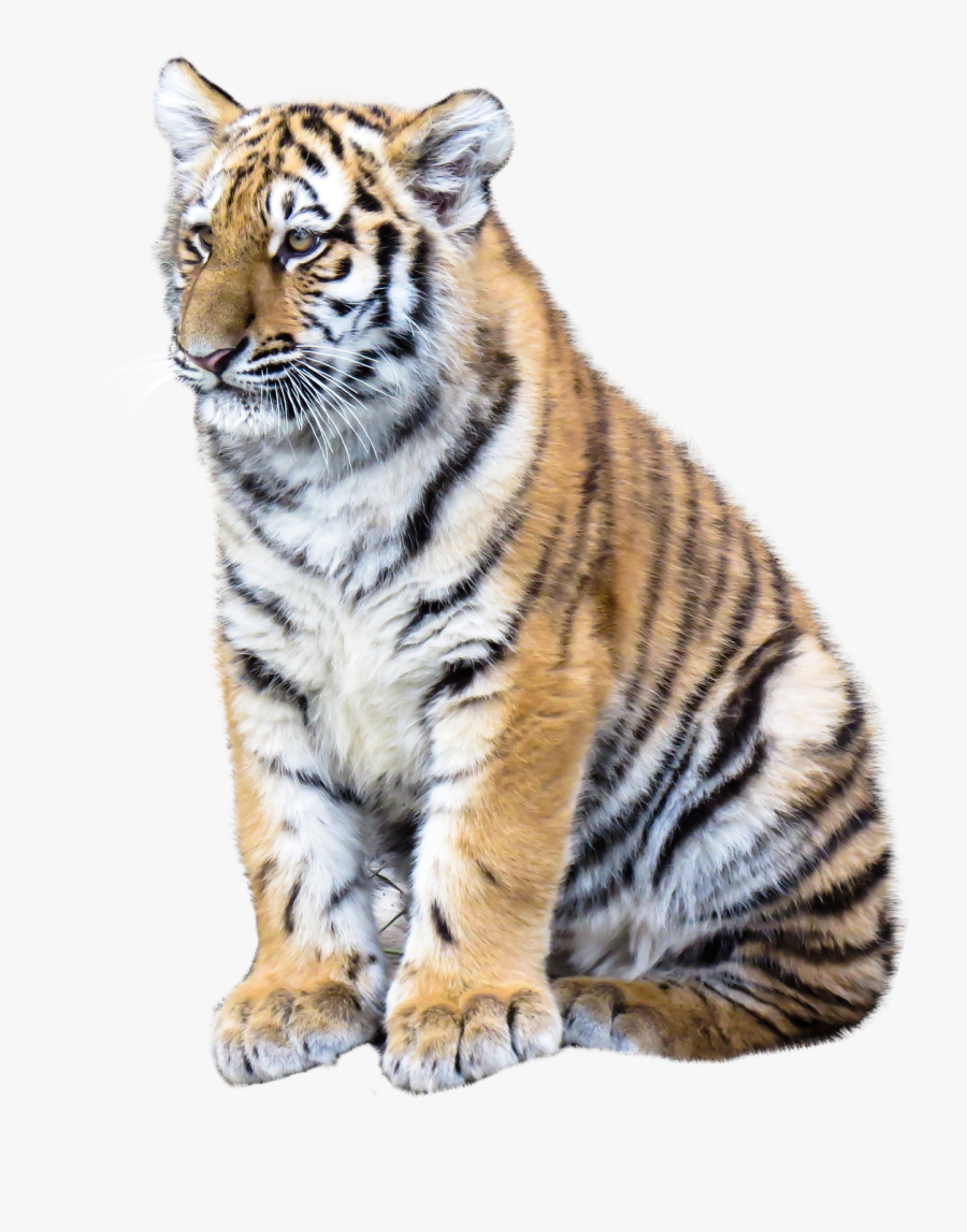 Siberian Tiger Png Clipart - Tiger Png Full Hd, Transparent Clipart