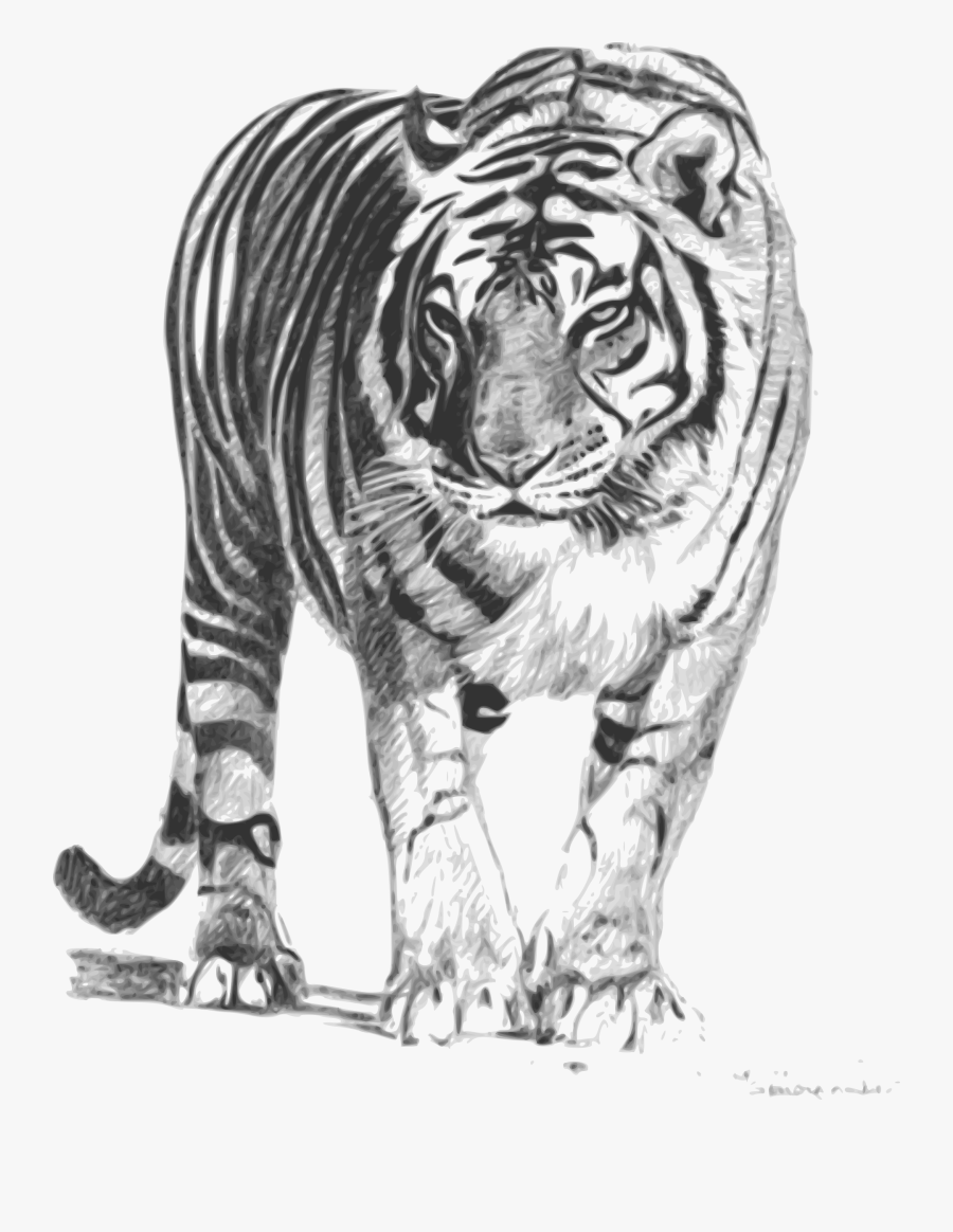 Clip Art Image Bengal - Chinese Tiger Transparent Background, Transparent Clipart