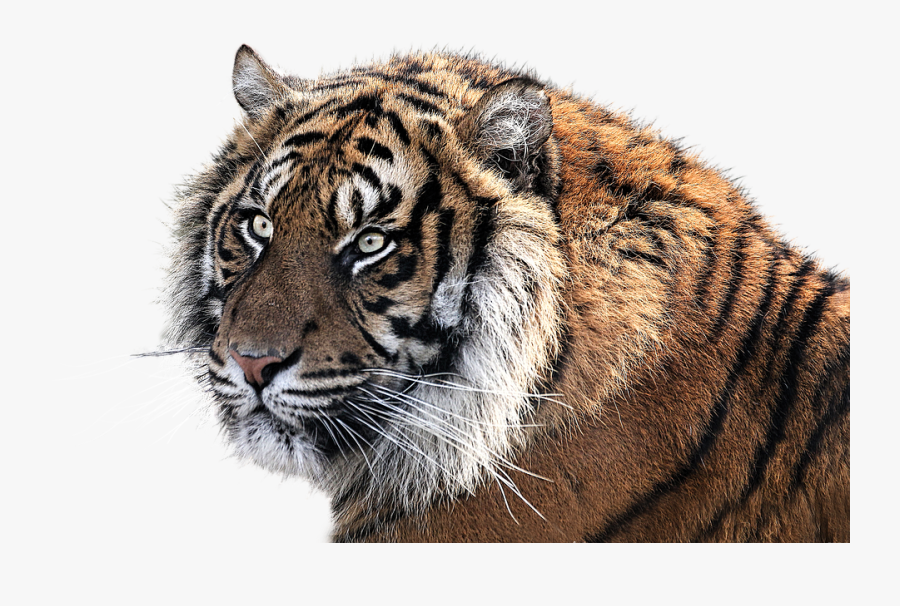 Clipart Collection Tiger Png - Essay On Tiger In Hindi, Transparent Clipart