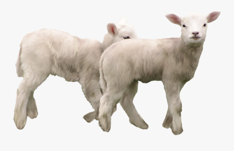Lamb Clipart Cow - Kid Goat Png, Transparent Clipart