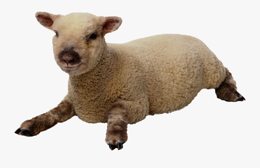 Images Best Free Clipart Sheep - Sheep With Transparent Background, Transparent Clipart