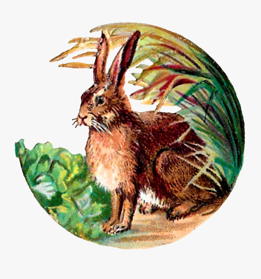Domestic Rabbit, Transparent Clipart
