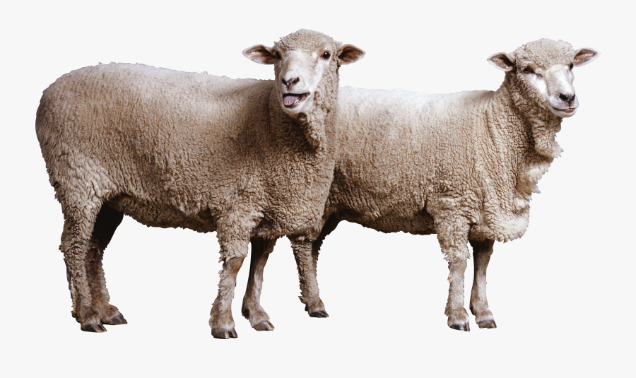 Transparent Sheep Clipart Png - Sheep Png, Transparent Clipart