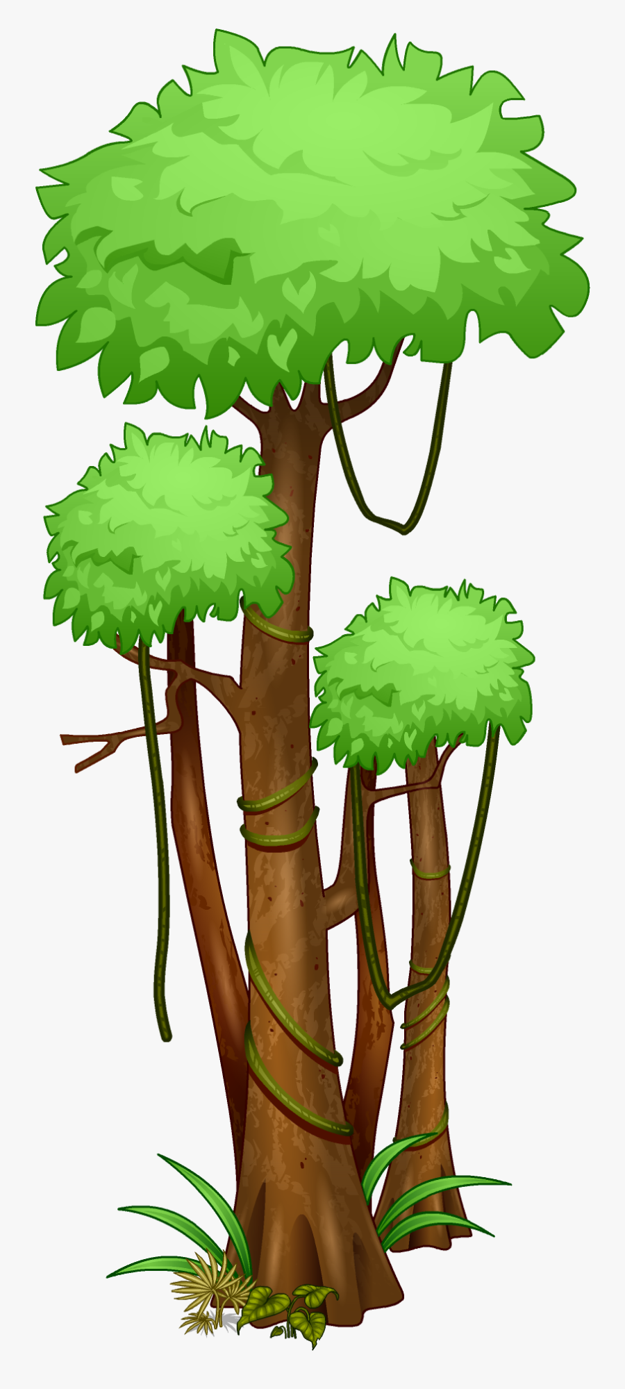 Jungle Trees Clipart - Tropical Rainforest Tree Drawing , Free