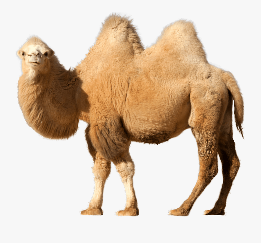 Desert Camel Png Transparent Desert Camel - Desert Animals Png, Transparent Clipart