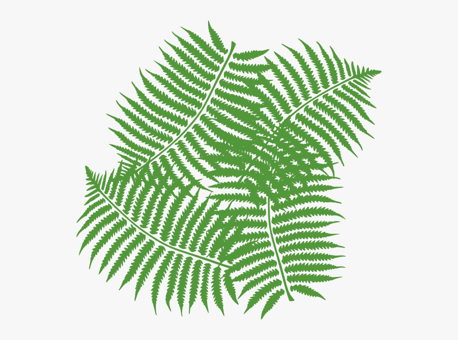 First Class Jungle Leaves Clipart Leaf, Transparent Clipart