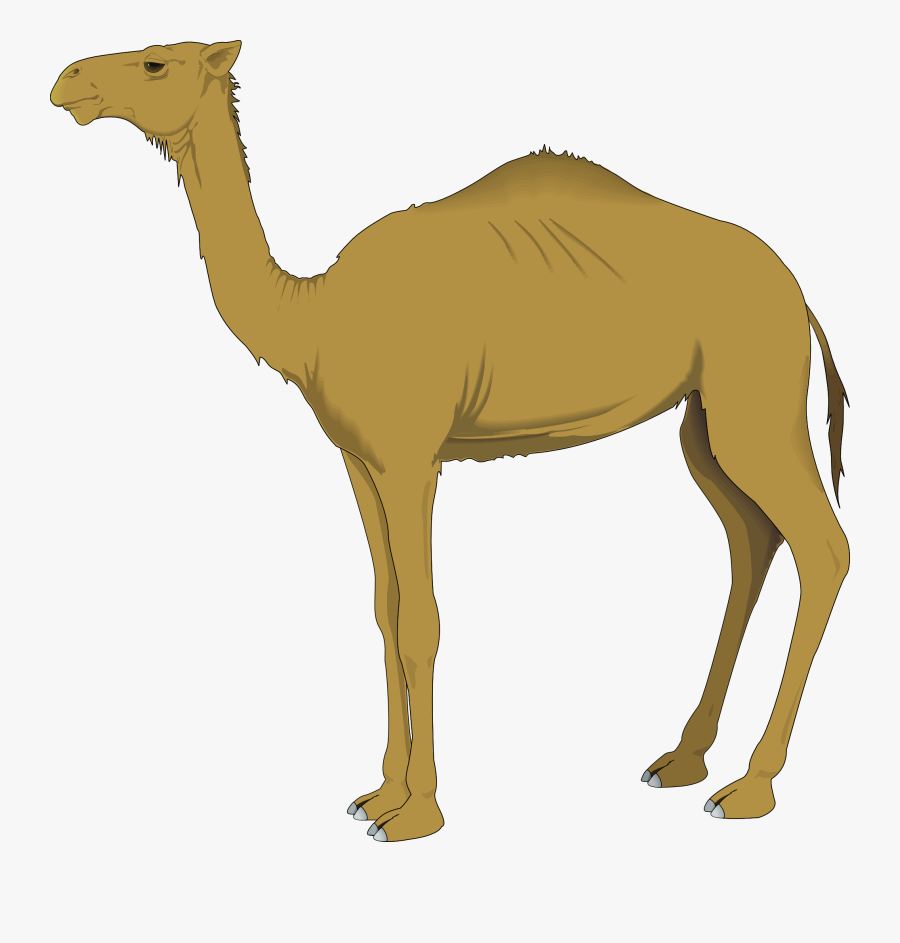 Camel Clipart - Camel Clip Art, Transparent Clipart