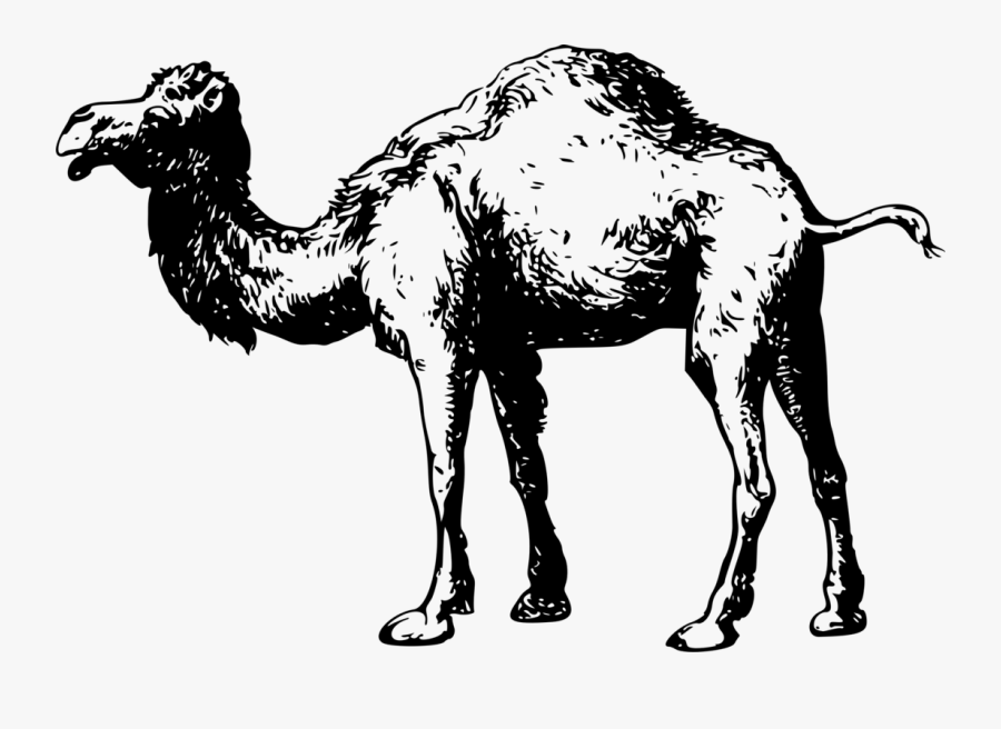 Transparent Camel Clipart - Sahara Desert Animals Black And White, Transparent Clipart
