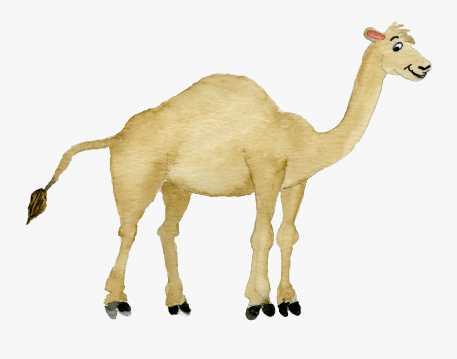 Arabian Camel, Transparent Clipart