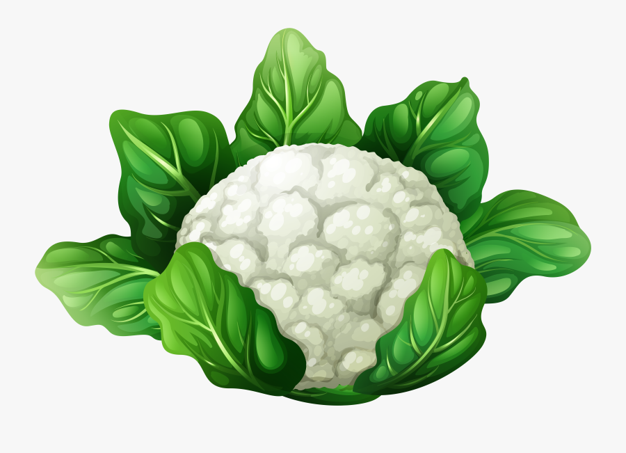 Cauliflower Png Clip Art - Free Cauliflower Vector, Transparent Clipart