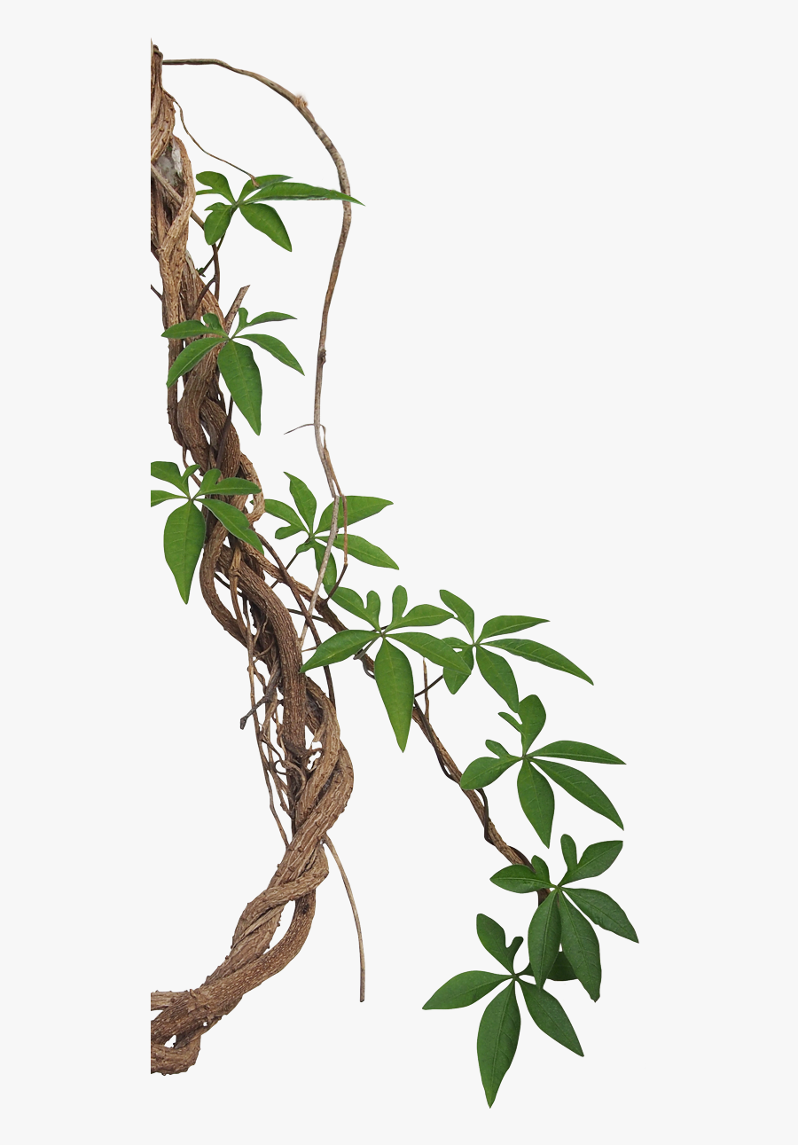 Tropical Photography Vine Liana Jungle Rainforest Stock - Transparent