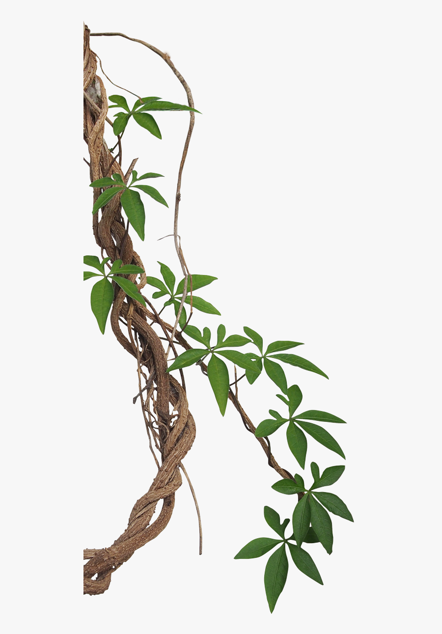 Tropical Photography Vine Liana Jungle Rainforest Stock - Transparent Background Vine Png, Transparent Clipart